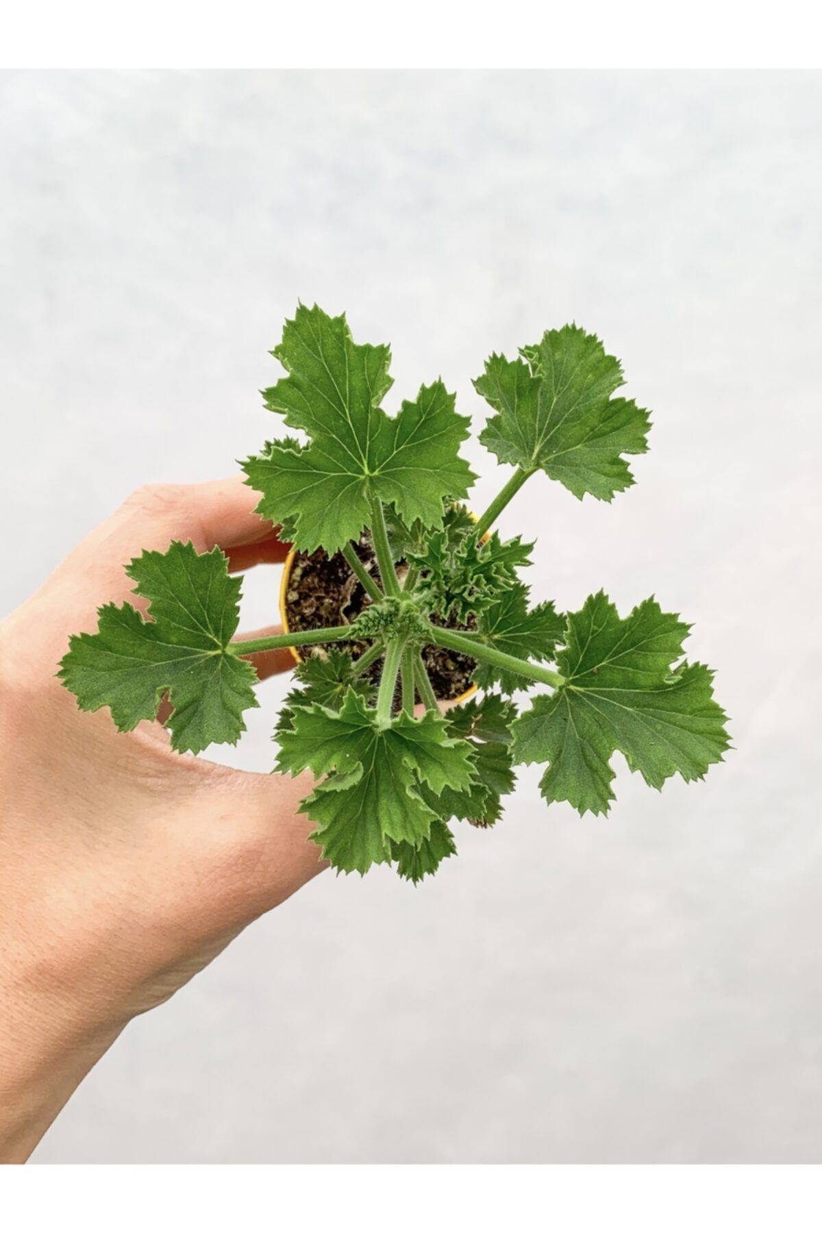 RetroCicekcilik Ceylangözü Sardunya Fidesi Karışık Renk 5.5 Cm Saksıda