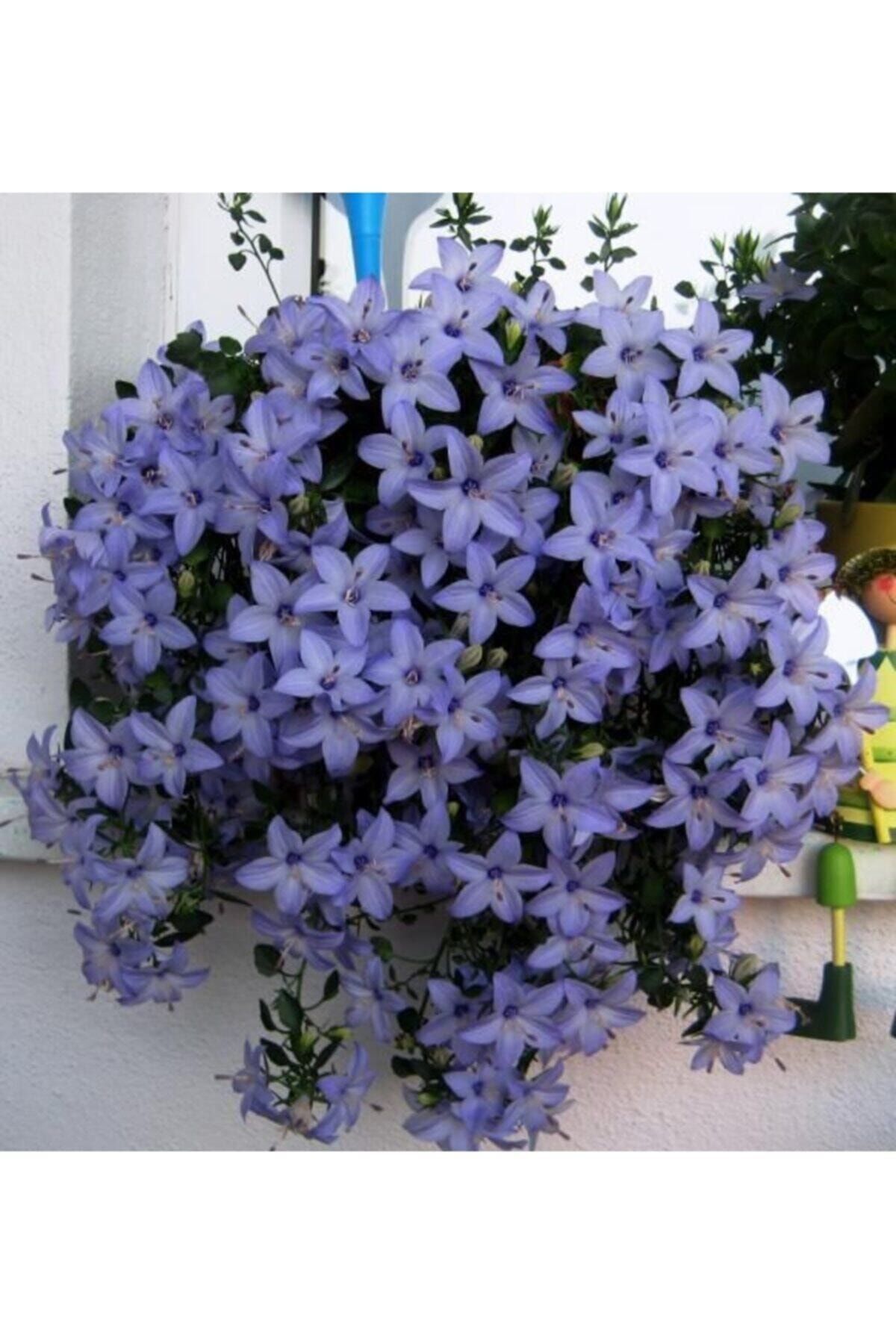 NANDİNA BOTANİK Campanula Mavi Çan Çiçeği Tohumu 10 12 Adet