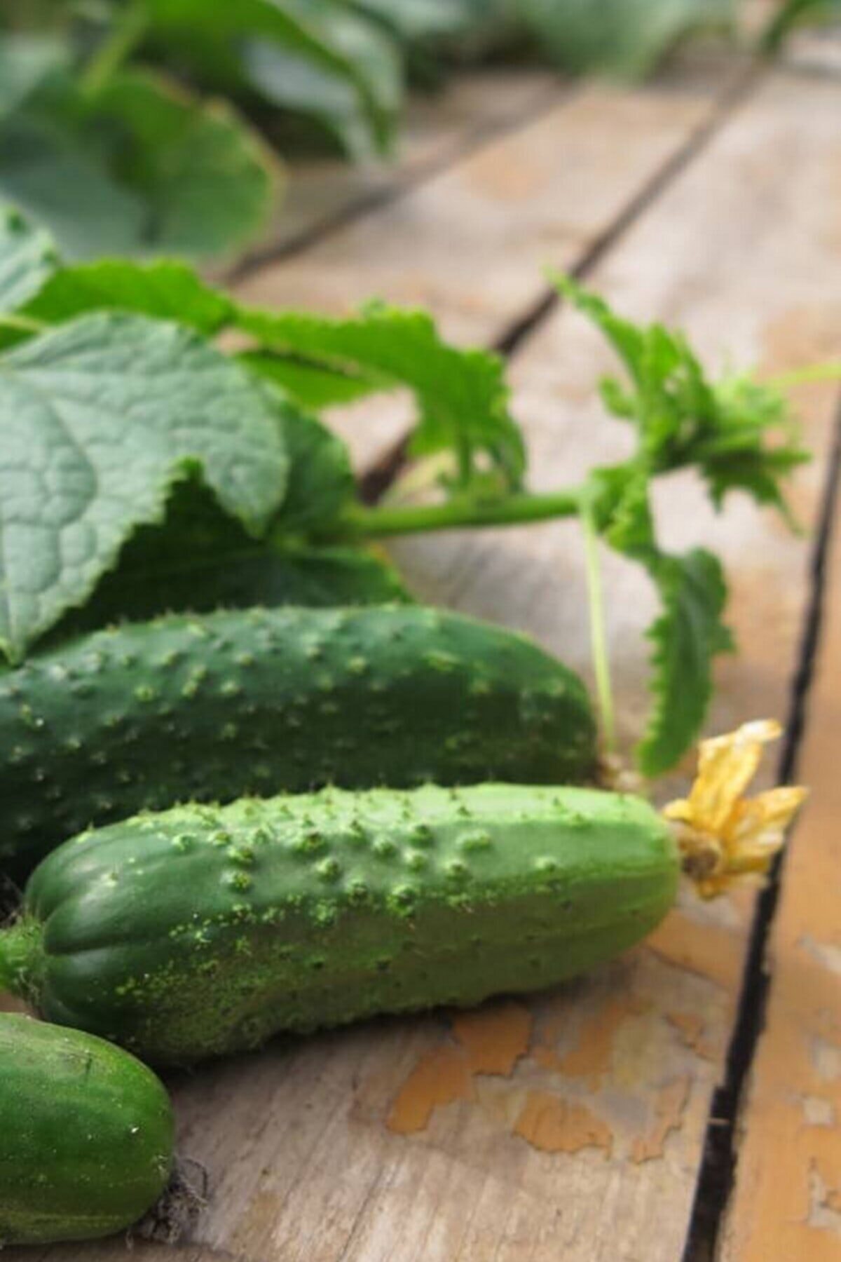 RAÇAM BOTANİK Svnnmltk9639