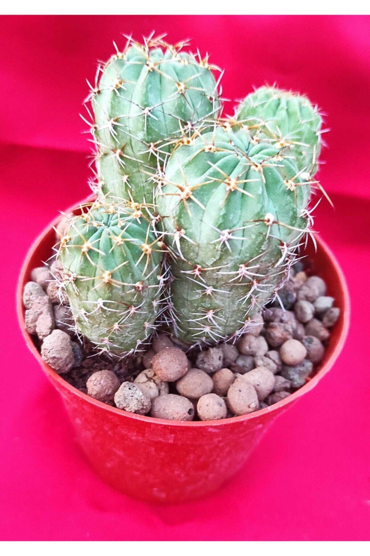 Pagoda Kaktüs 8.5 cm Saksı