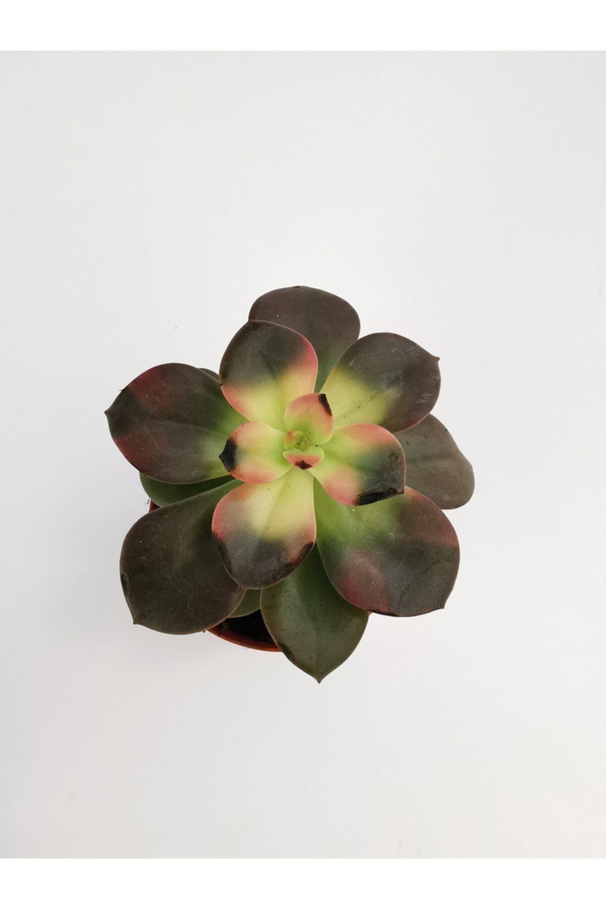 Gulen botanik Echeveria Chroma