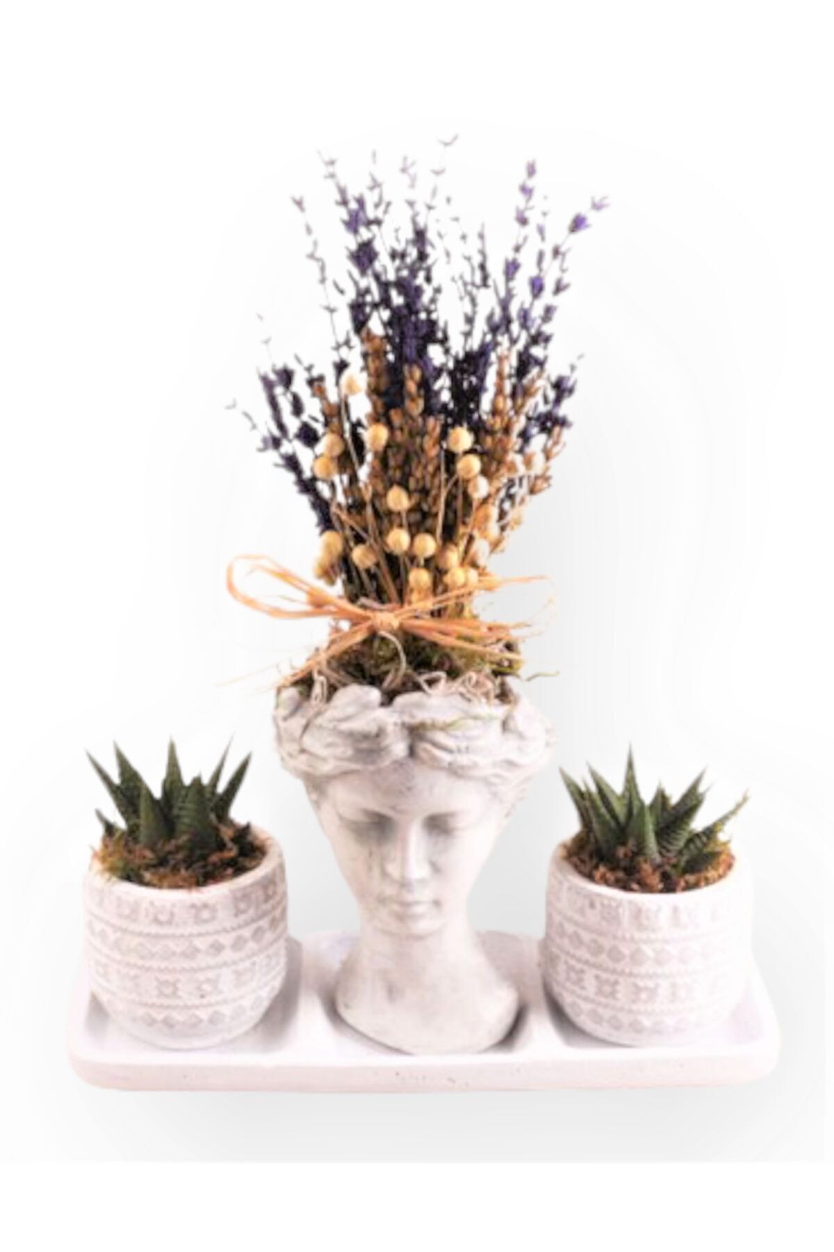 OPİA FLOWERS Kokulu Lavanta Tasarım Ve Haworthia Limifolia - Helen Beton Saksıda Kaktüs Ve Kuru Bitki