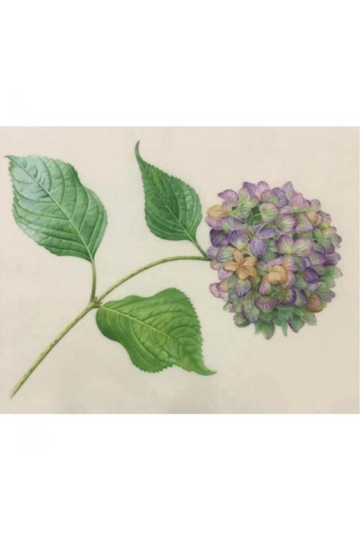 Fupe Shop Güzel Ortanca 2 Sayılarla Boyama Seti Kasnaklı 70 X 90 Cm