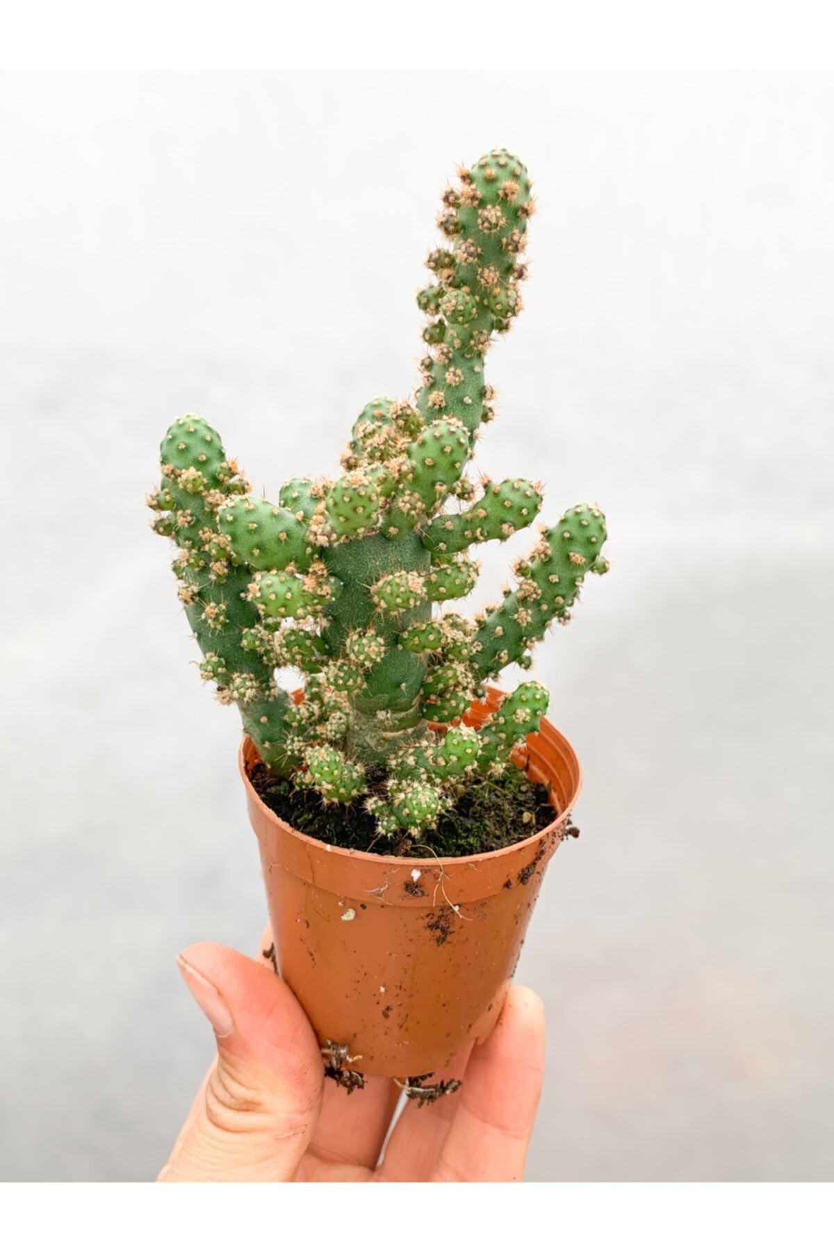RetroCicekcilik Optunia Monacantha Kaktüs 5.5 Cm Saksıda