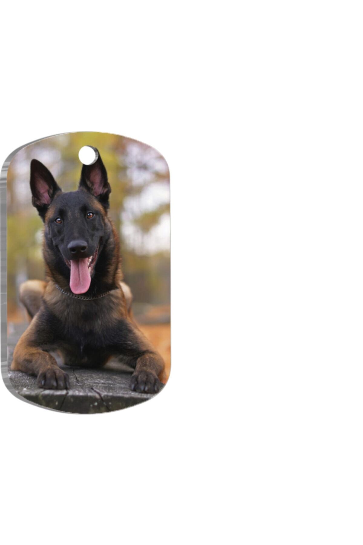 Thepassage Belçika Malinois Köpek Künyesi