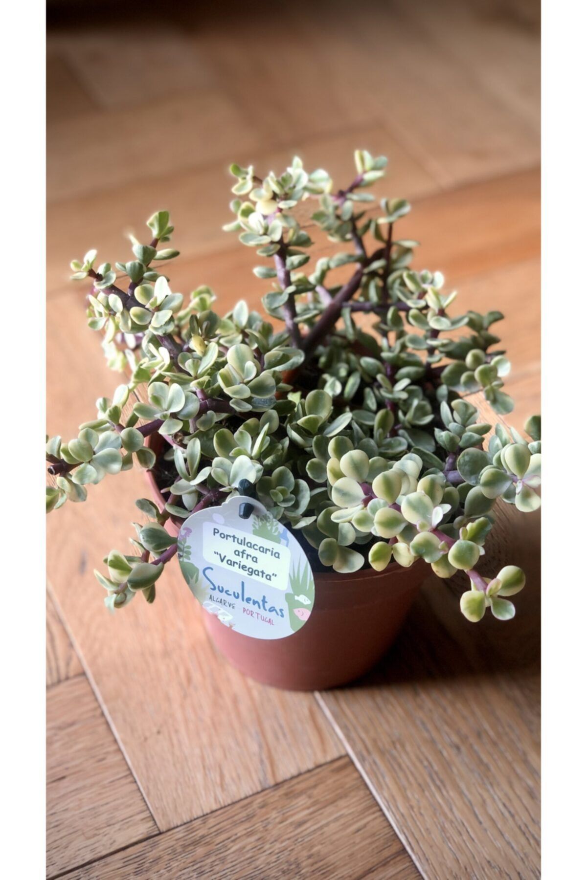 Doğa Renkli Para Çiçeği Portulacaria Afra Variegata