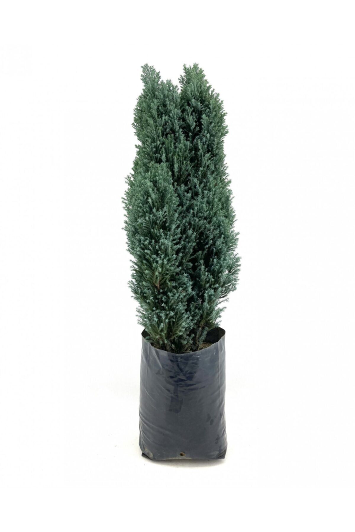My Botanik Elvudi 70-90 Cm-4'lü-yılbaşı Çamı