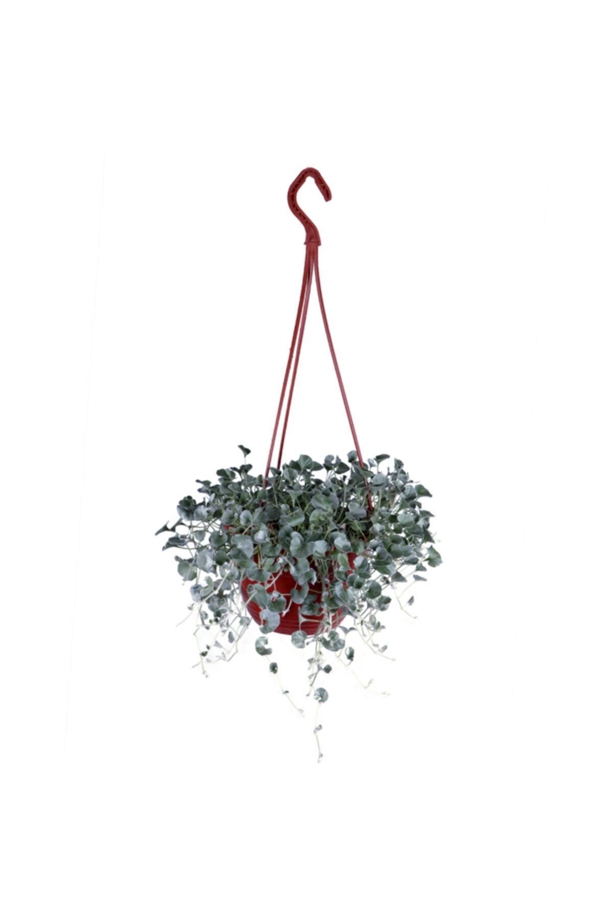 Çiçek Diyarı Gümişi Fare Kulağı Askılı Saksı’da (dichondra Repens Silver)