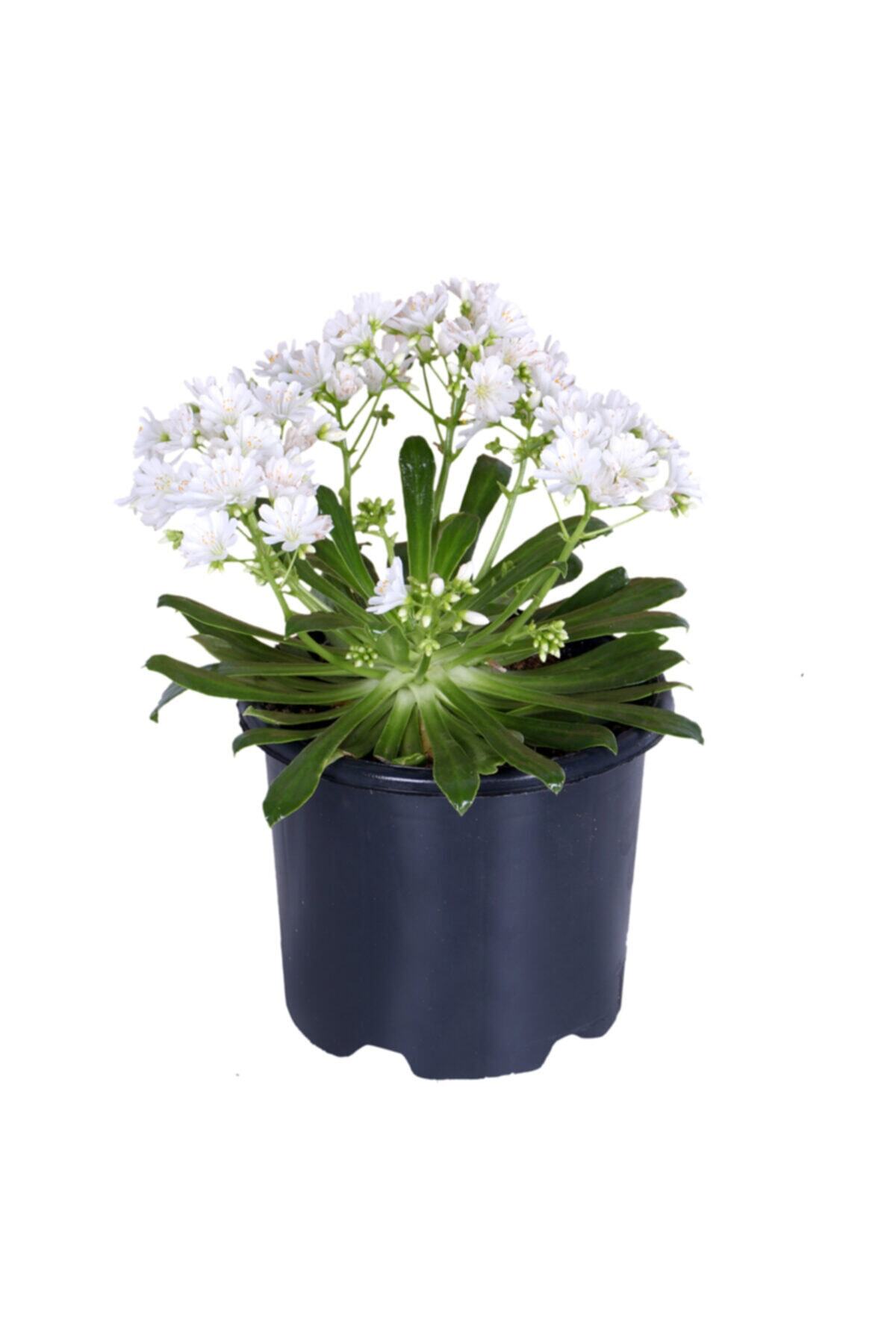 Çiçek Diyarı Lewisia Çiçeği - Levisya - Saksı'da Beyaz