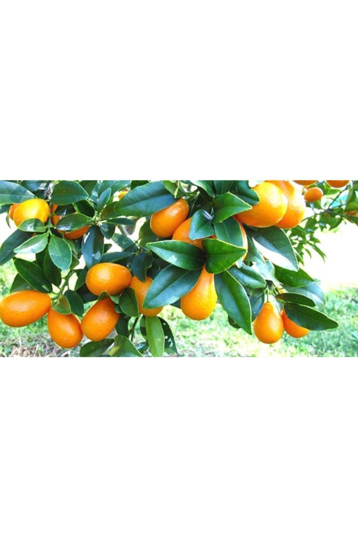 Bodrum Hasatı Yerli Kumkuat 500 Gr.