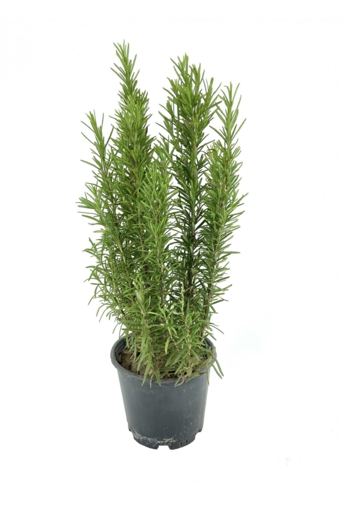 My Botanik Biberiye 30-40 Cm Saksıda-5'li