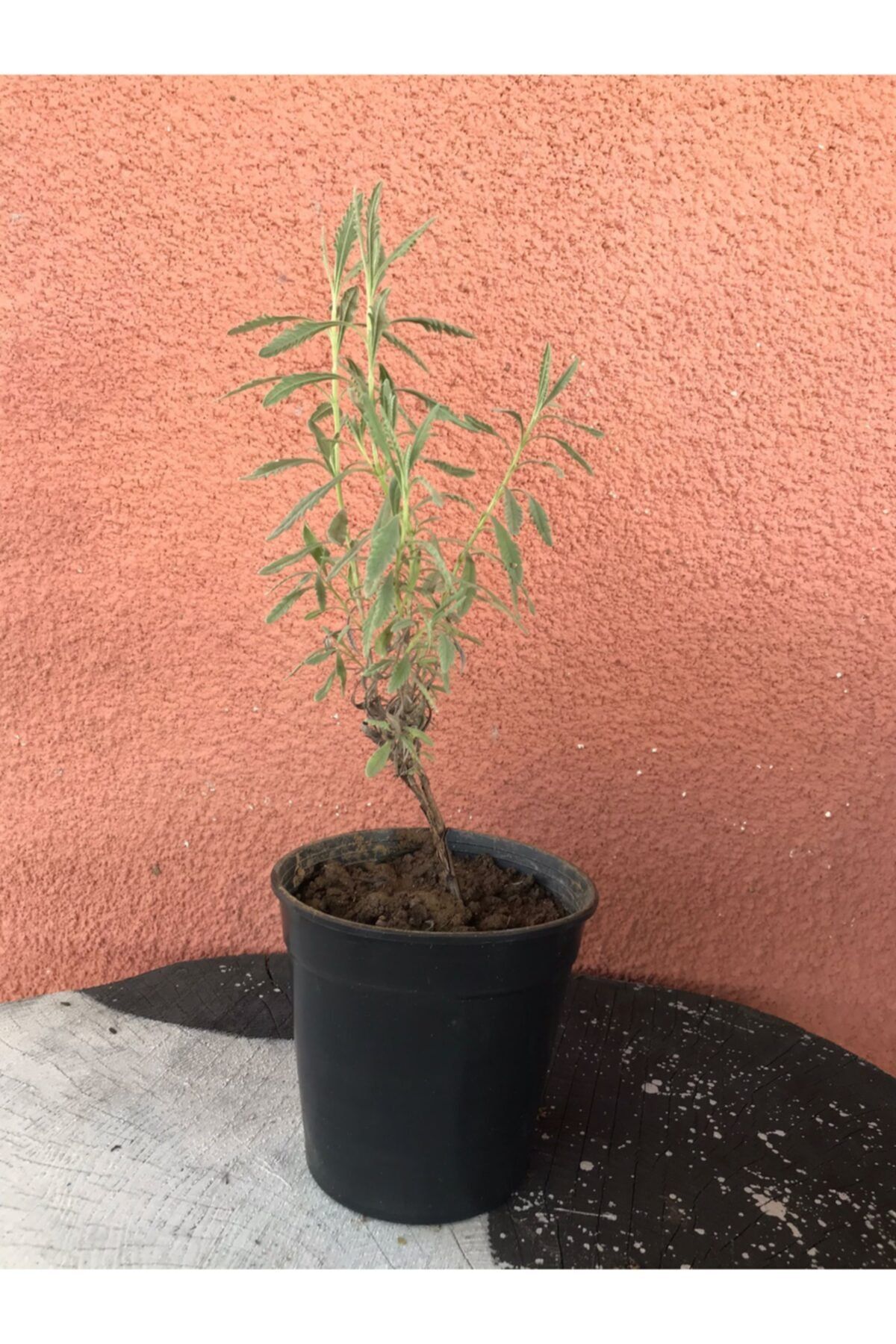 Botanik Market Lavanta (lavandula Officinalis) Fidanı 20-40 Cm