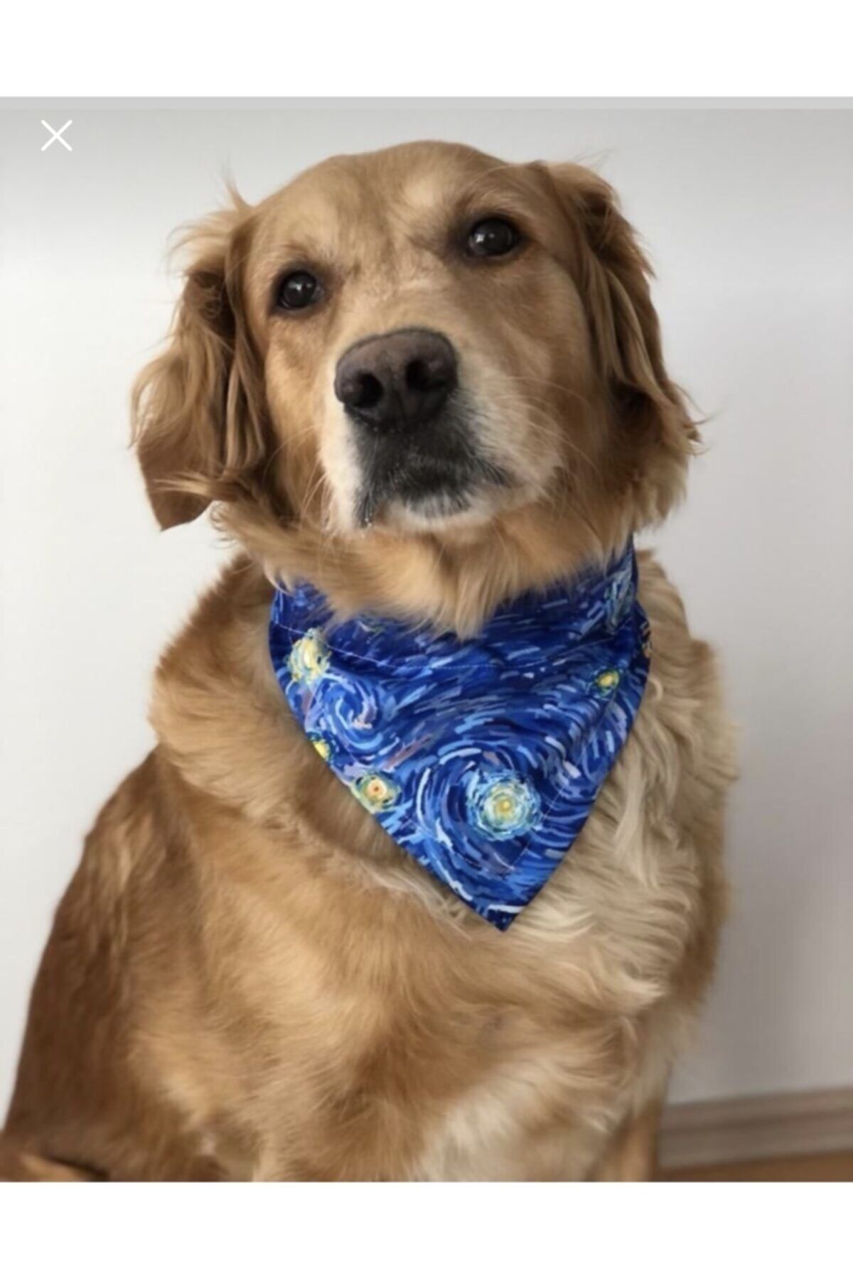 Sigma Pet Market Köpek Tasmasi - Fular (YILDIZ DESENLİ)