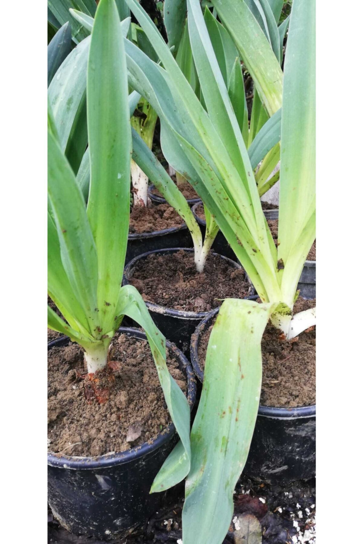 Alanyatropikal Karışık Renklerde Frezya Çiçeği Saksılı