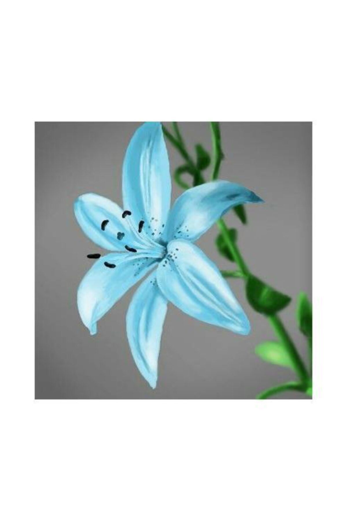 GARDENYA TOHUMCULUK 2 Adet Soft Mavi Kokulu Zambak Çiçek Soğanı