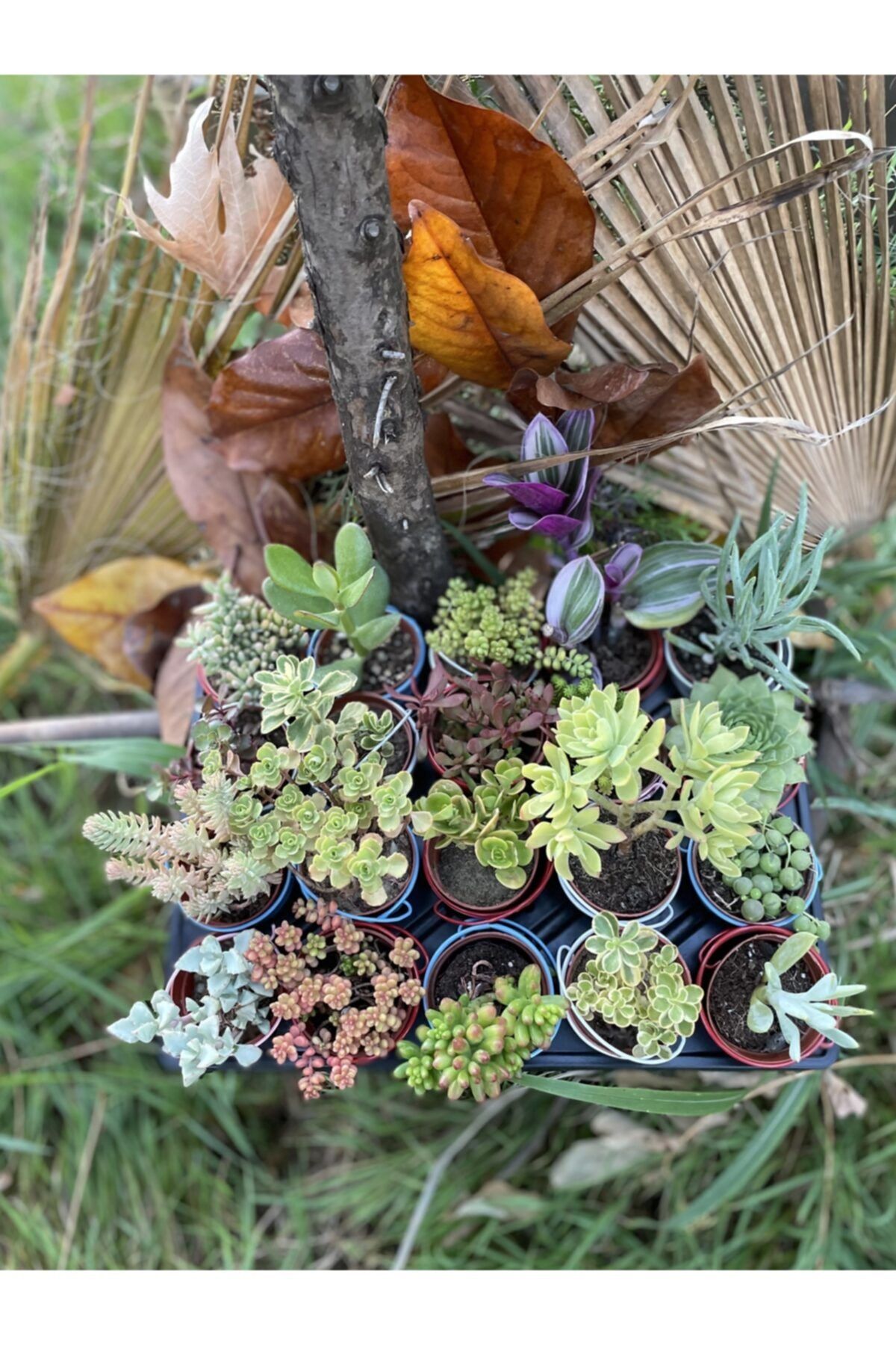 Serra Gardens Sedum Sukulent Mix 20 Adet