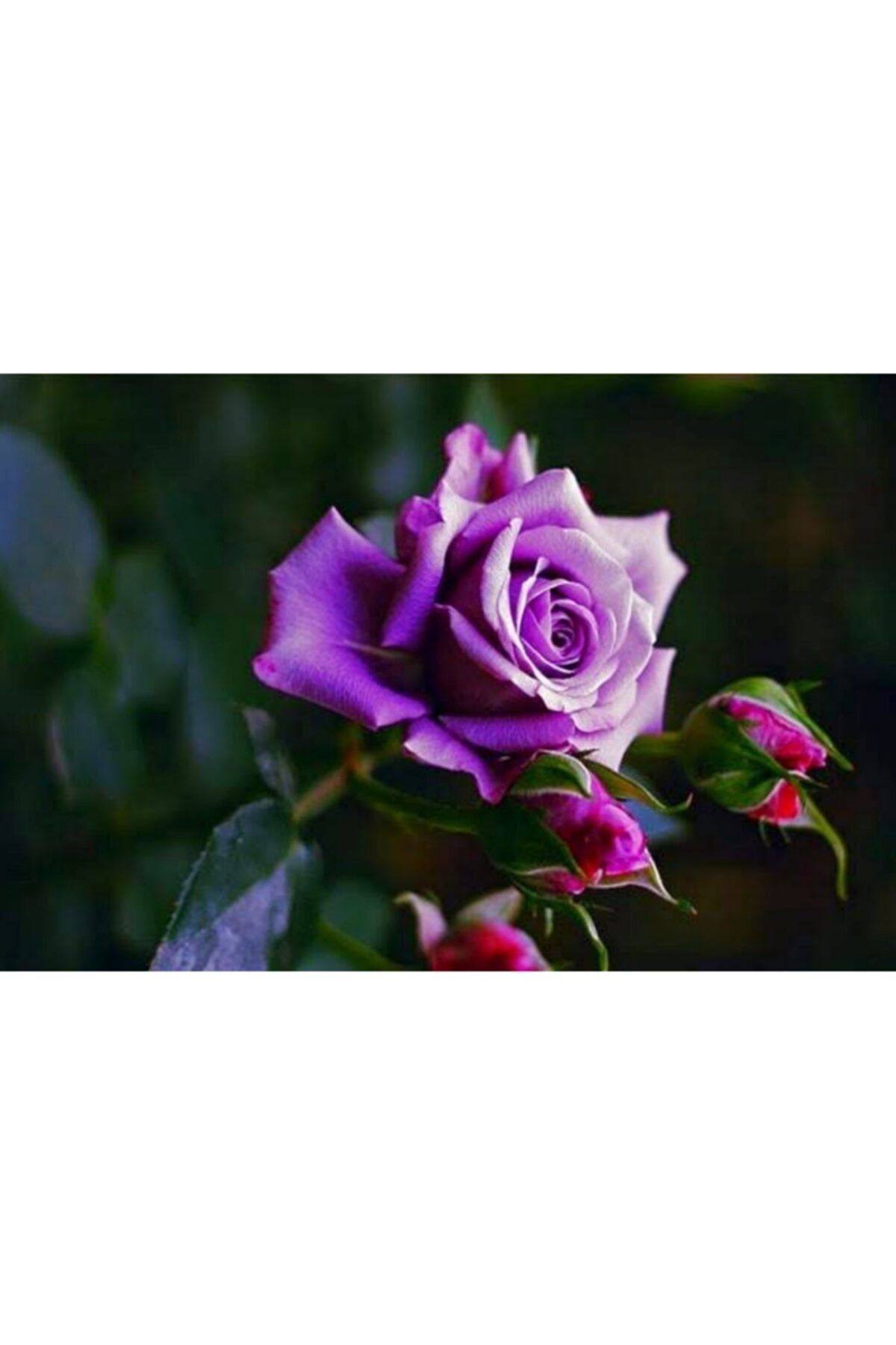 HAN BOTANİK Mumyalı (mumlu) Gül Fidanı Mor