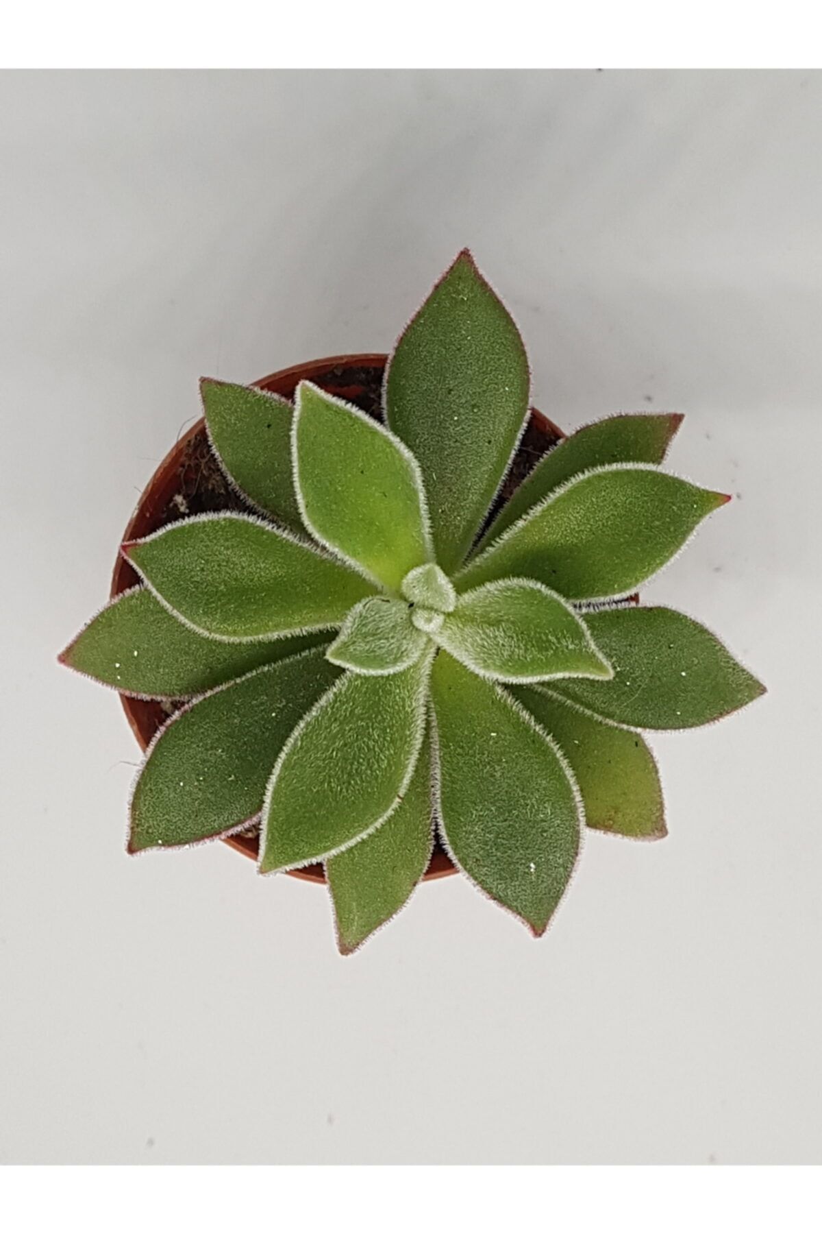 DOĞA BAHÇESİ Echeveria Devotion (soğukta Yaprakları Bordo Renk Alır) Özel Tür Sukulent 5,5cm Saksılı