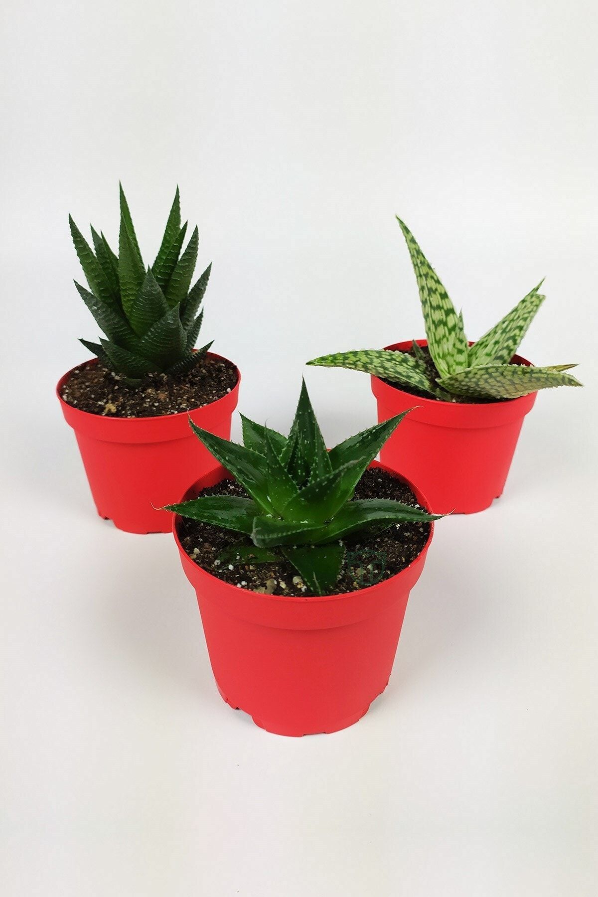 Toptan Kaktüs 3 Adet haworthia Set 8.5 Cm Kırmızı Saksıda - Haworthia Limifolia, Aloe Cosmo, Aloe White Beauty