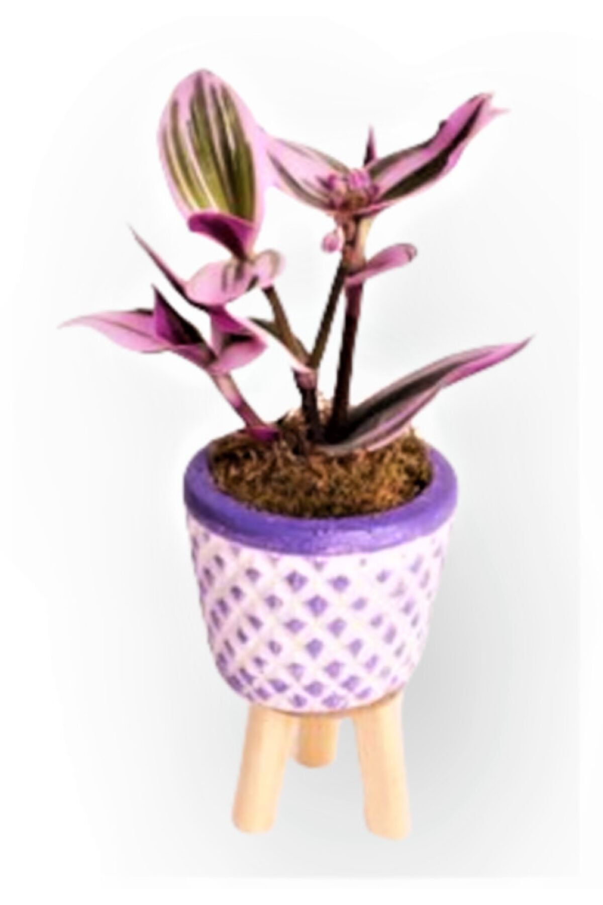 OPİA FLOWERS Tradescantia Nanouk (pembe Telgraf Çiçeği) - Ayaklı Beton Saksıda Canlı Çiçek