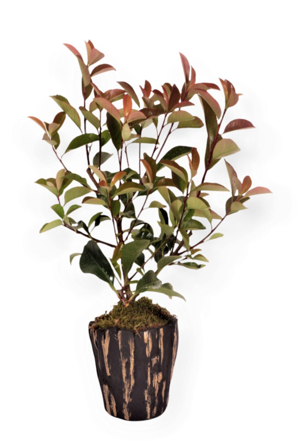 OPİA FLOWERS Alev Ağacı Bonsai -kütük Beton Saksıda Canlı Çiçek