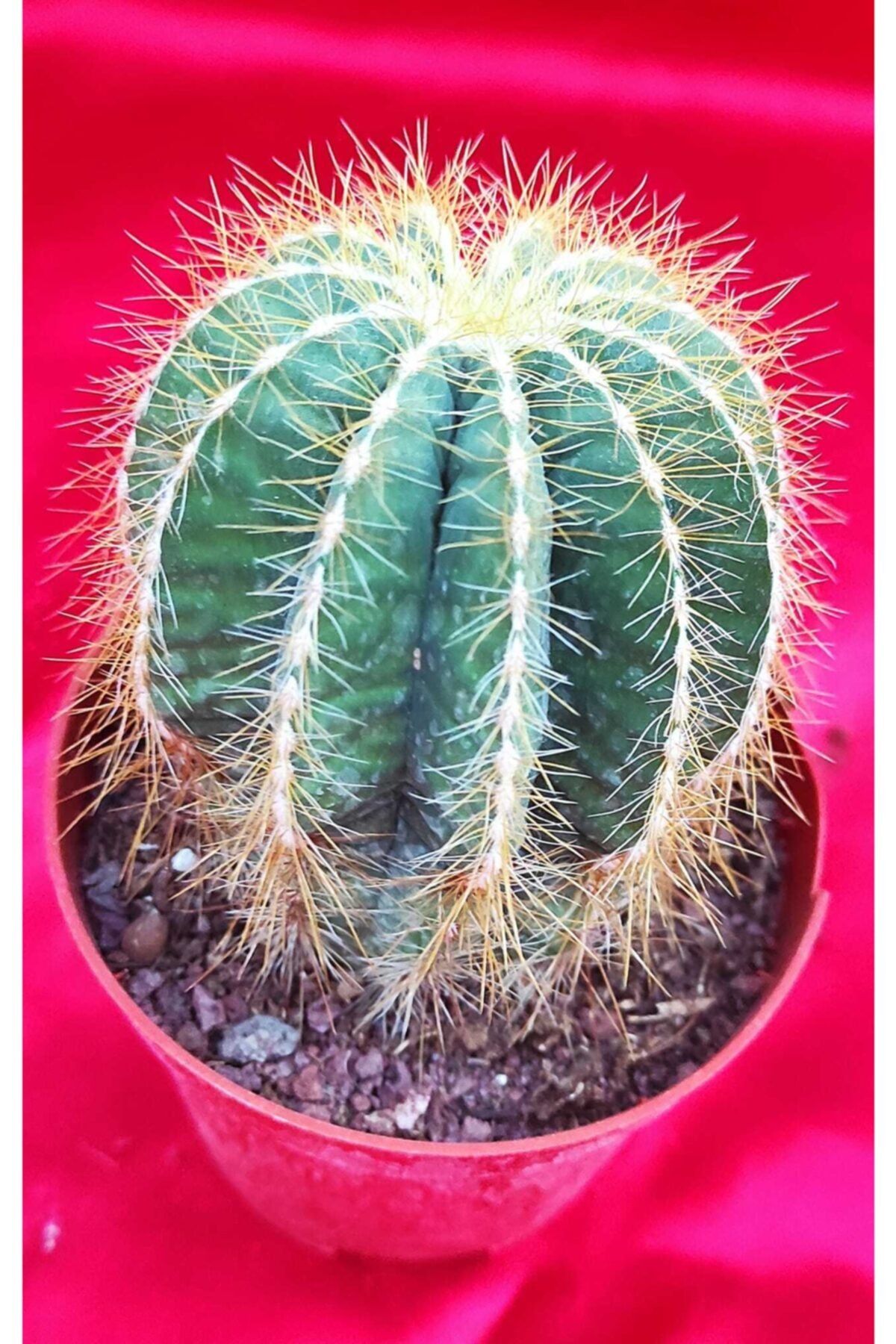 Pagoda Paradiomagnifica-kaktüs-8.5 Cm Saksı-ref 21a/y66