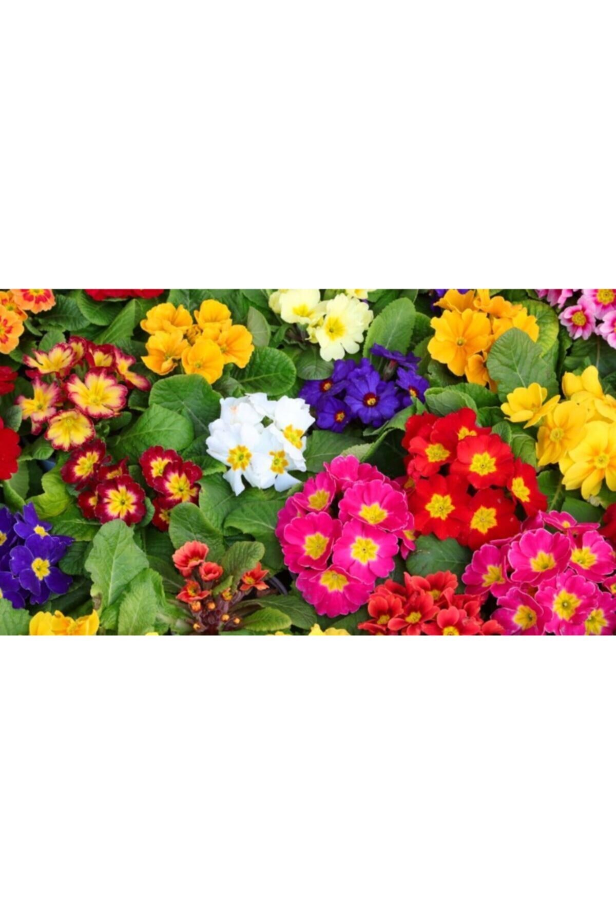 dört mevsim tohumcu Mart Çiçeği (40 Adet Tohum)