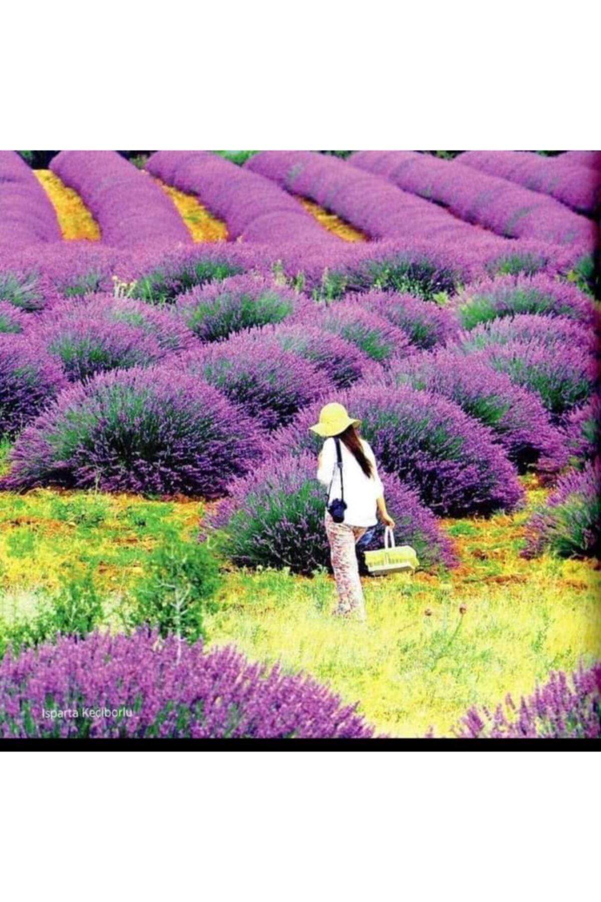 Alanyatropikal 90 Adet Lavanta Açık Kök Angustifolia Fidanı Fidesi
