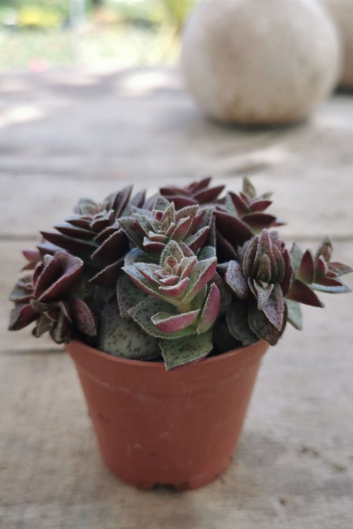 ÇİÇEKFLİX Crassula Exilis Sukulent Kaktüs 5.5cm Mini Boy