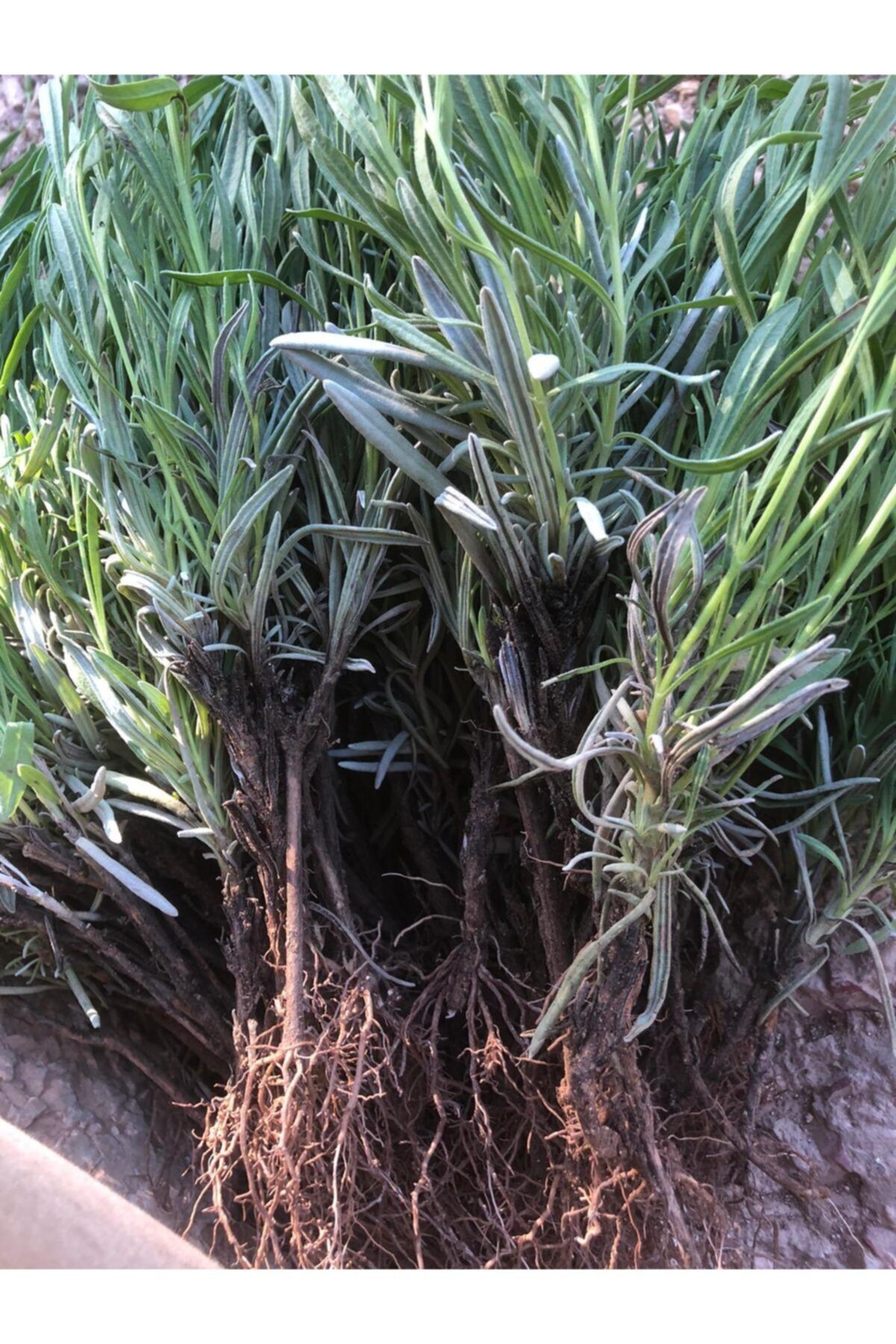 Alanyatropikal 300 Adet Lavanta Açık Kök Angustifolia Fidanı Fidesi