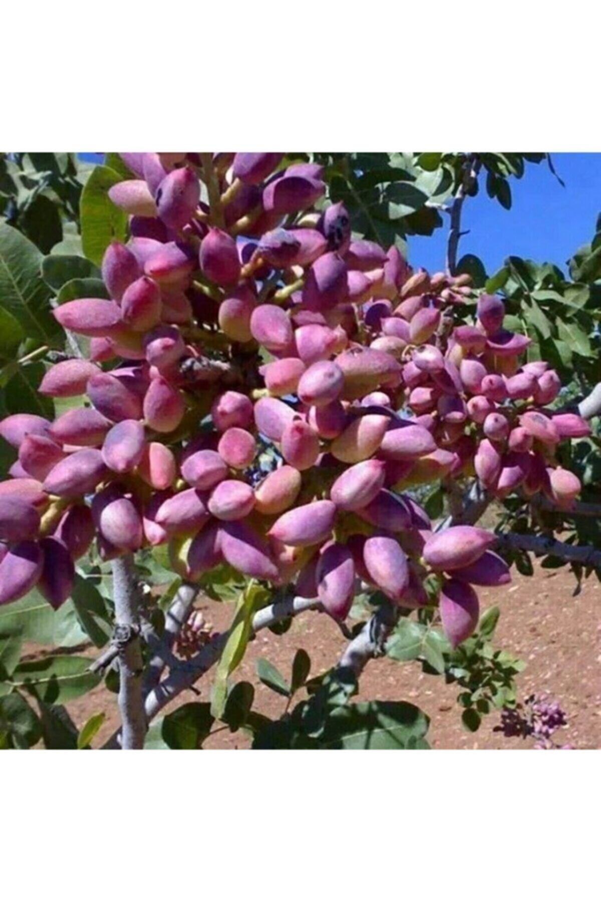 KaradağFidancılık ( 2 Adet ) Tüplü Siirt - Antep Fıstığı Fidanı 1 Metre Garantili