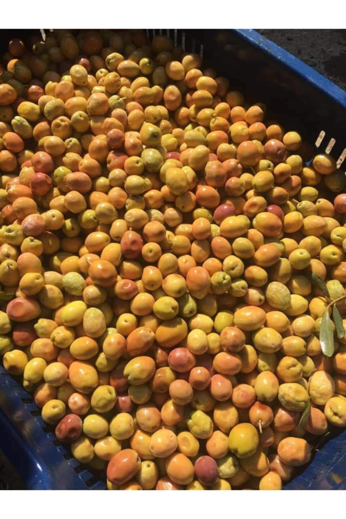 Elizay Edremit Çizik Yeşil Zeytin 1 Kg