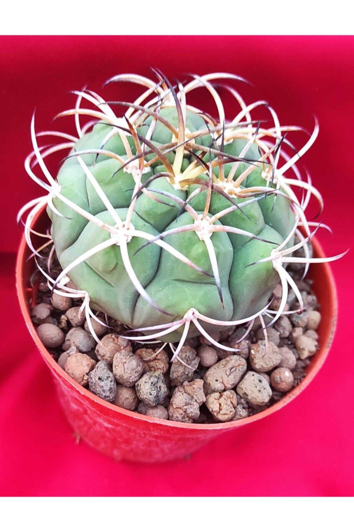Kaktüs Gymnocalycium Saglianis