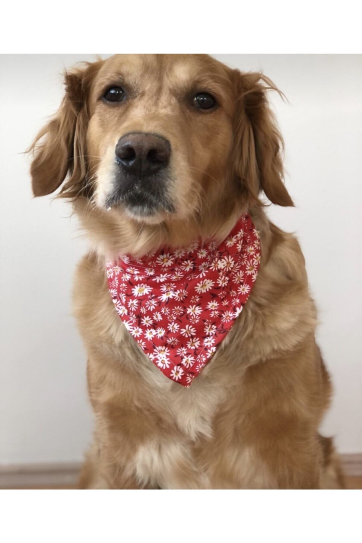 Sigma Pet Market Kırmızı Köpek Tasması