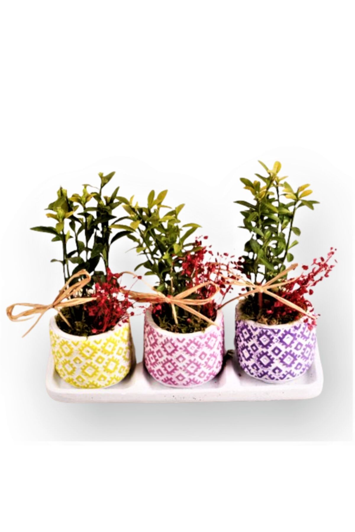 OPİA FLOWERS Altuni Çıtır Taflan Tasarım - Üçlü Set Beton Saksıda Canlı Çiçek