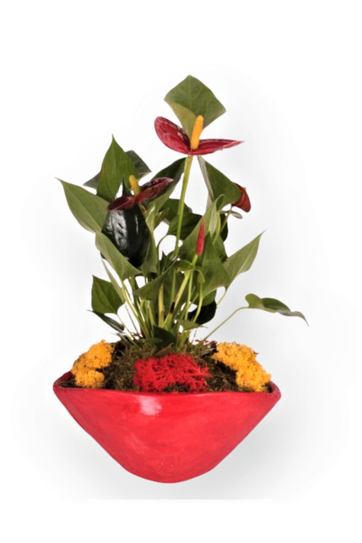 OPİA FLOWERS Anthurium Red (flamingo Çiçeği) - Beton Saksıda Canlı Çiçek