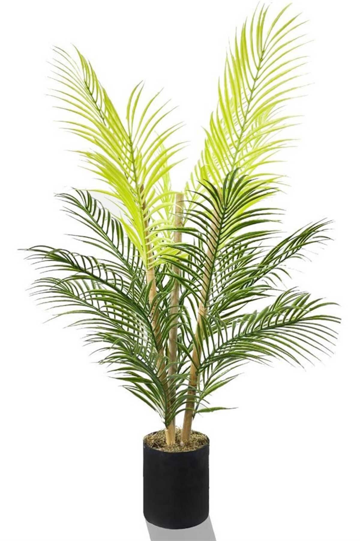 Hediye Vitrini Areka Ağacı Palmiye Ağacı Bambu Saplı Siyah Saksılı Salon Çiçeği 18 Yaprak 85 Cm