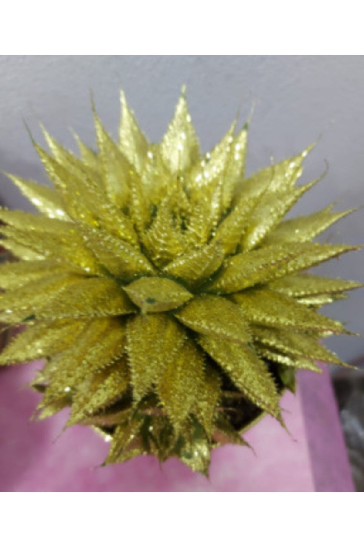 Sakura Yeni Yıl Haworthia Savanna