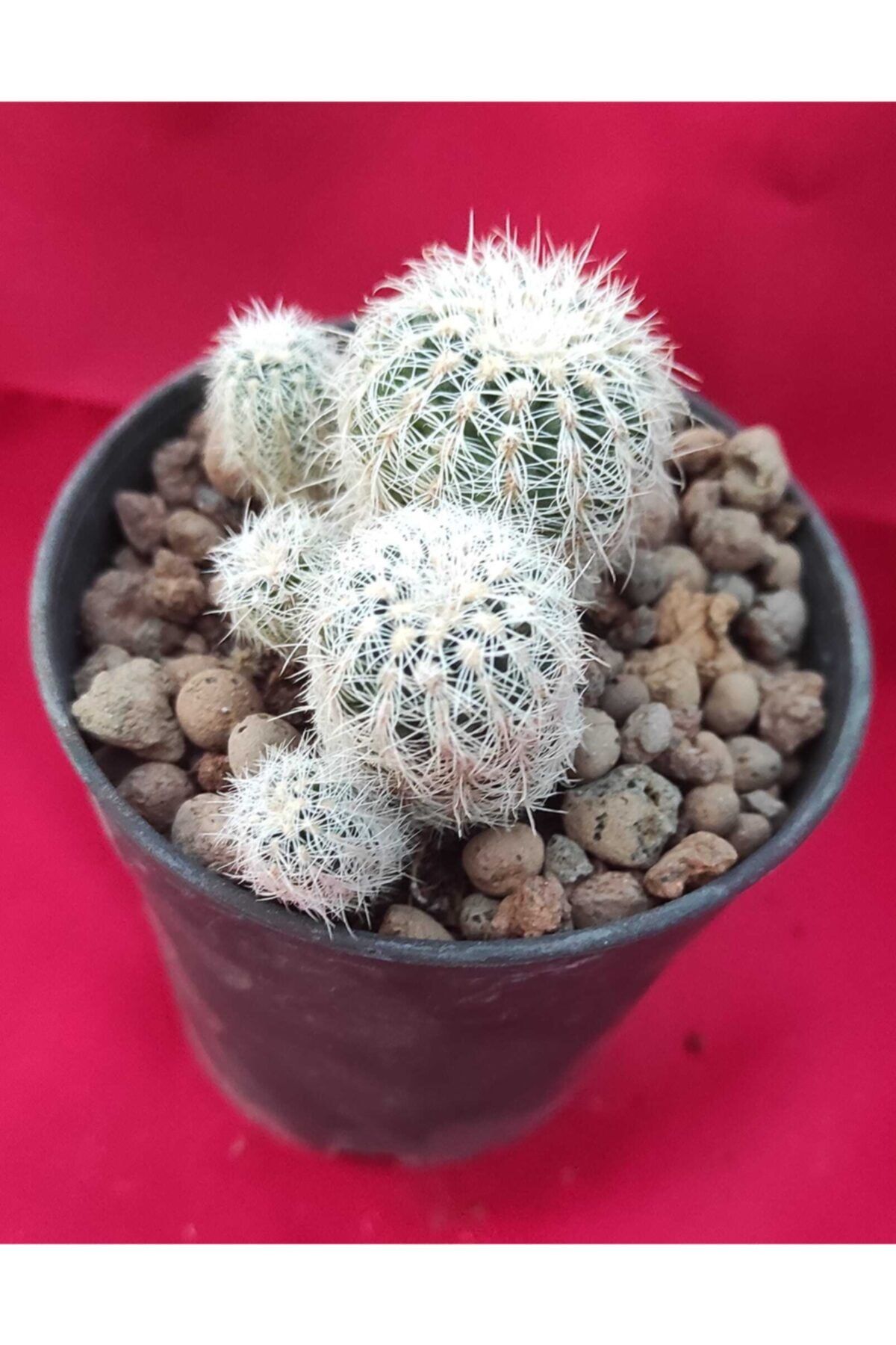 Pagoda Gymnocalycium Bruchii-8,5 cm Saksı-ref 06b/45e