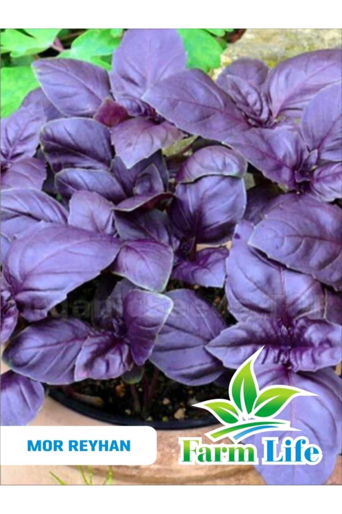 FarmLife Tohum Mor Reyhan/fesleğen Tohumu 100 Adet