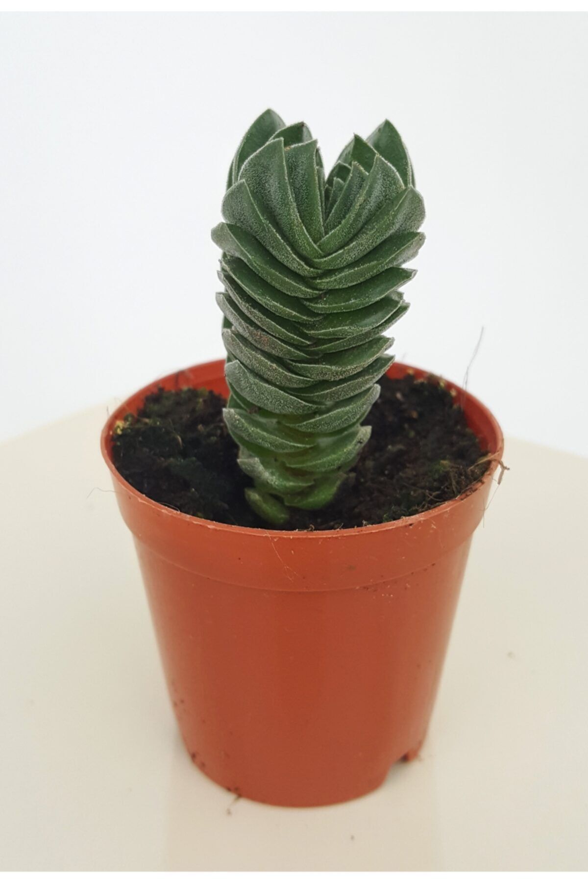 Hilal Garden Crassula Buddha's Temple Özel Tür Sukulent