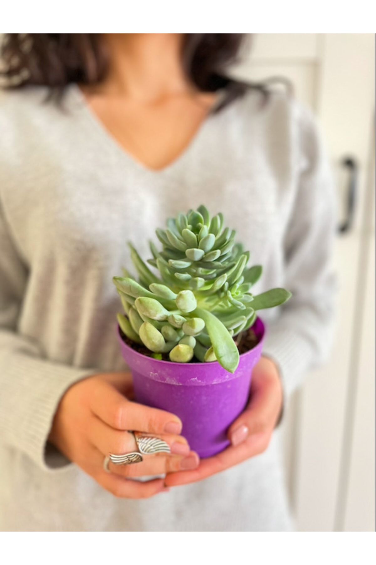 PLOT Echeveria Sukulent