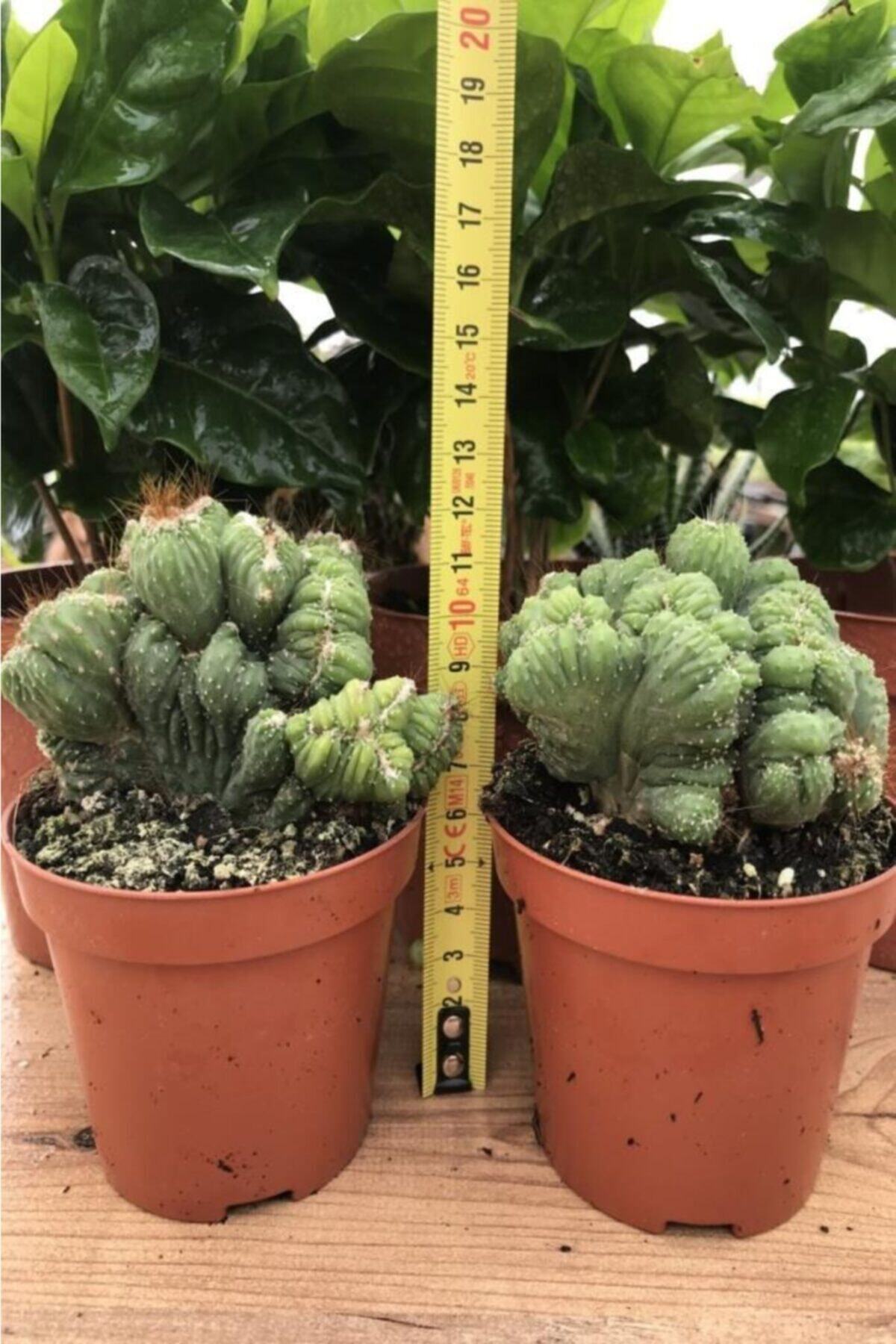 Mutlu Paket Koleksiyonluk Cereus Peruvianus Cristata Kaktüs Bitkisi (8.5 Luk Saksıda)