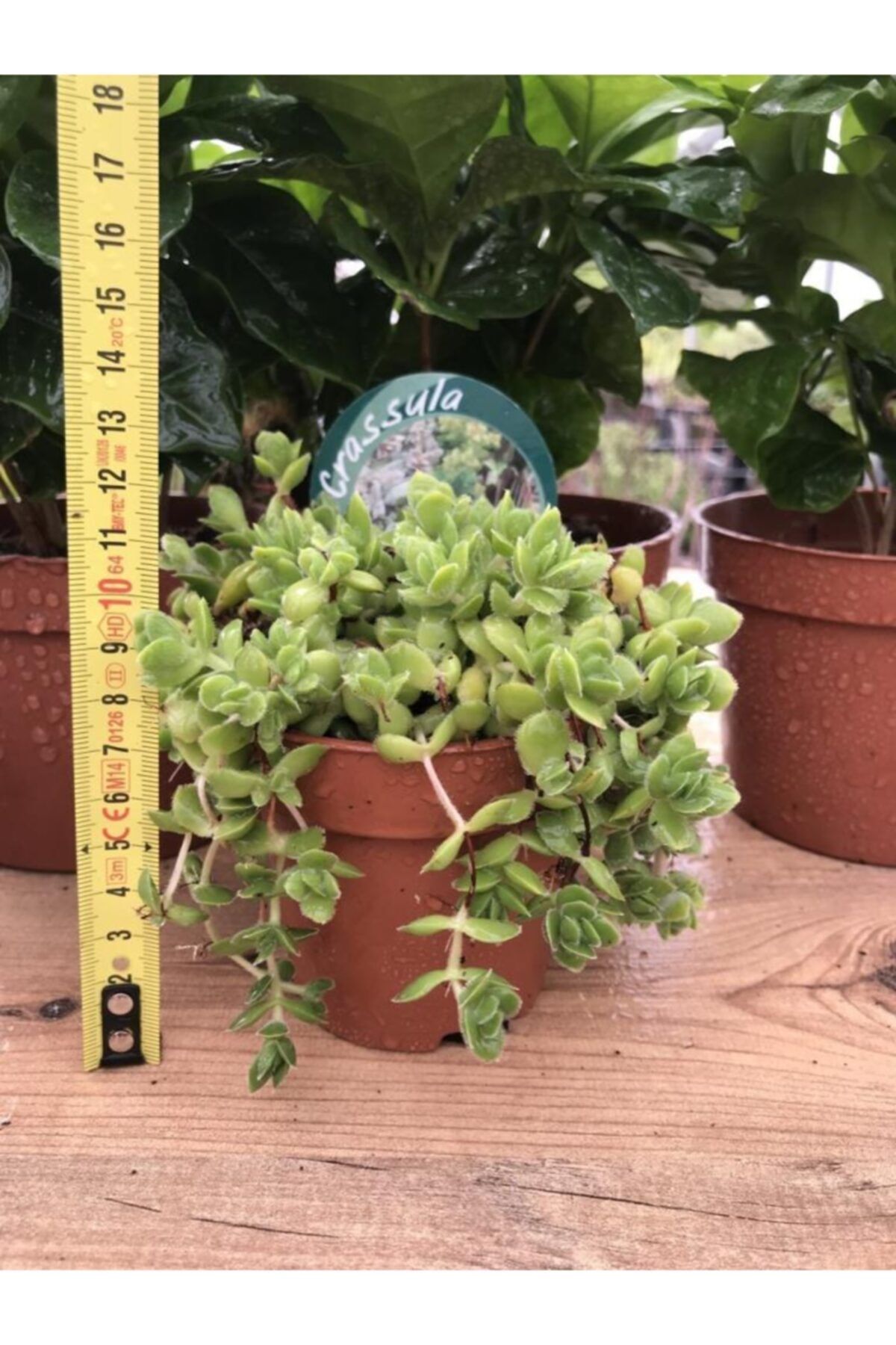 Mutlu Paket Crassula Spanning 8.5 Luk Saksıda Sarkan