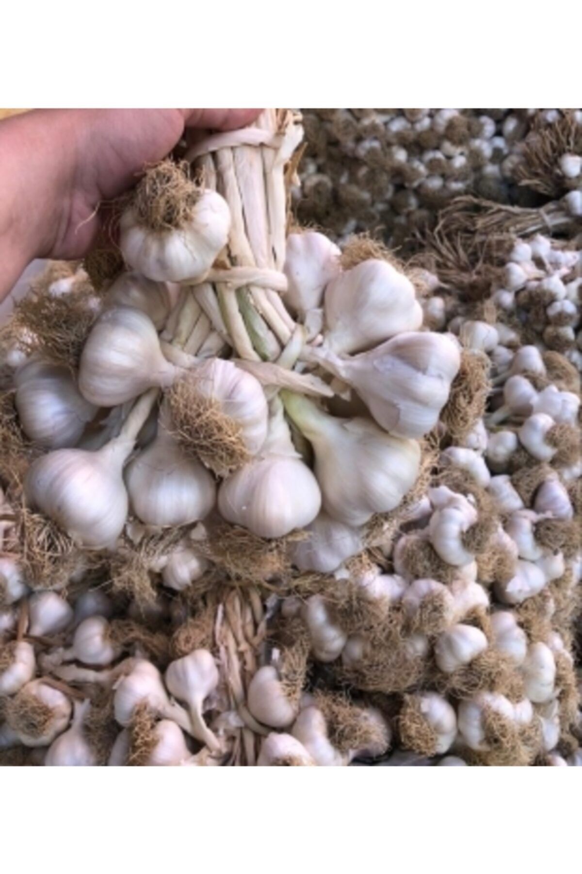 kastamonu doğal bahçe Taşköprü Yerli Sarımsak Dule 1000 gr