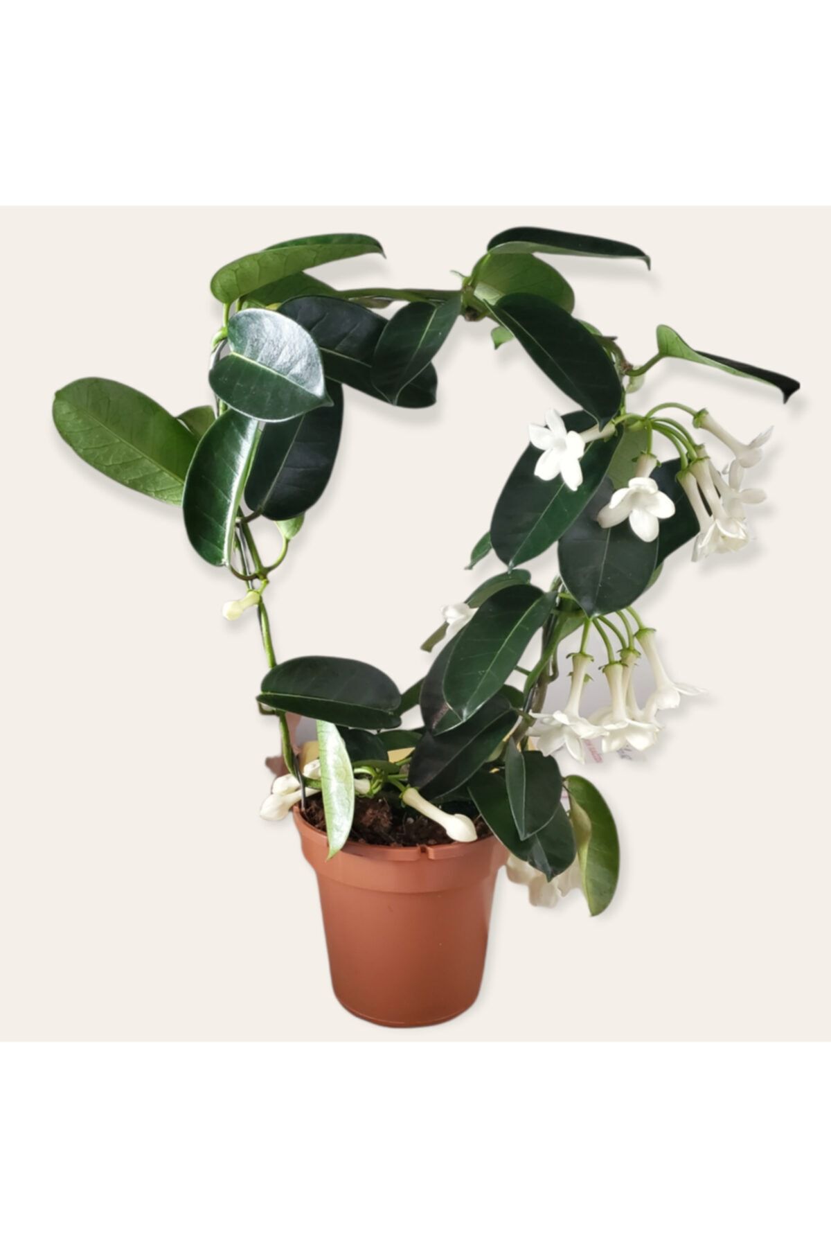 Nil's Yasemin Ithal (stephanotis)