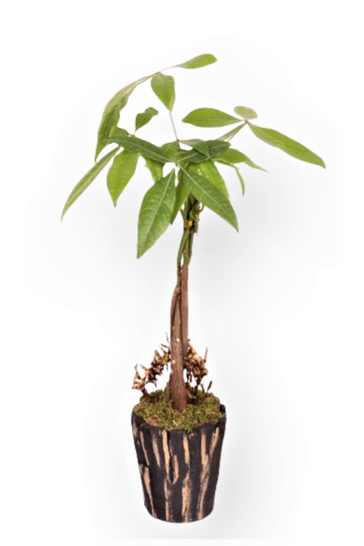 OPİA FLOWERS Pachira Aquatica (para Ağacı) - Kütük Beton Saksıda Canlı Çiçek