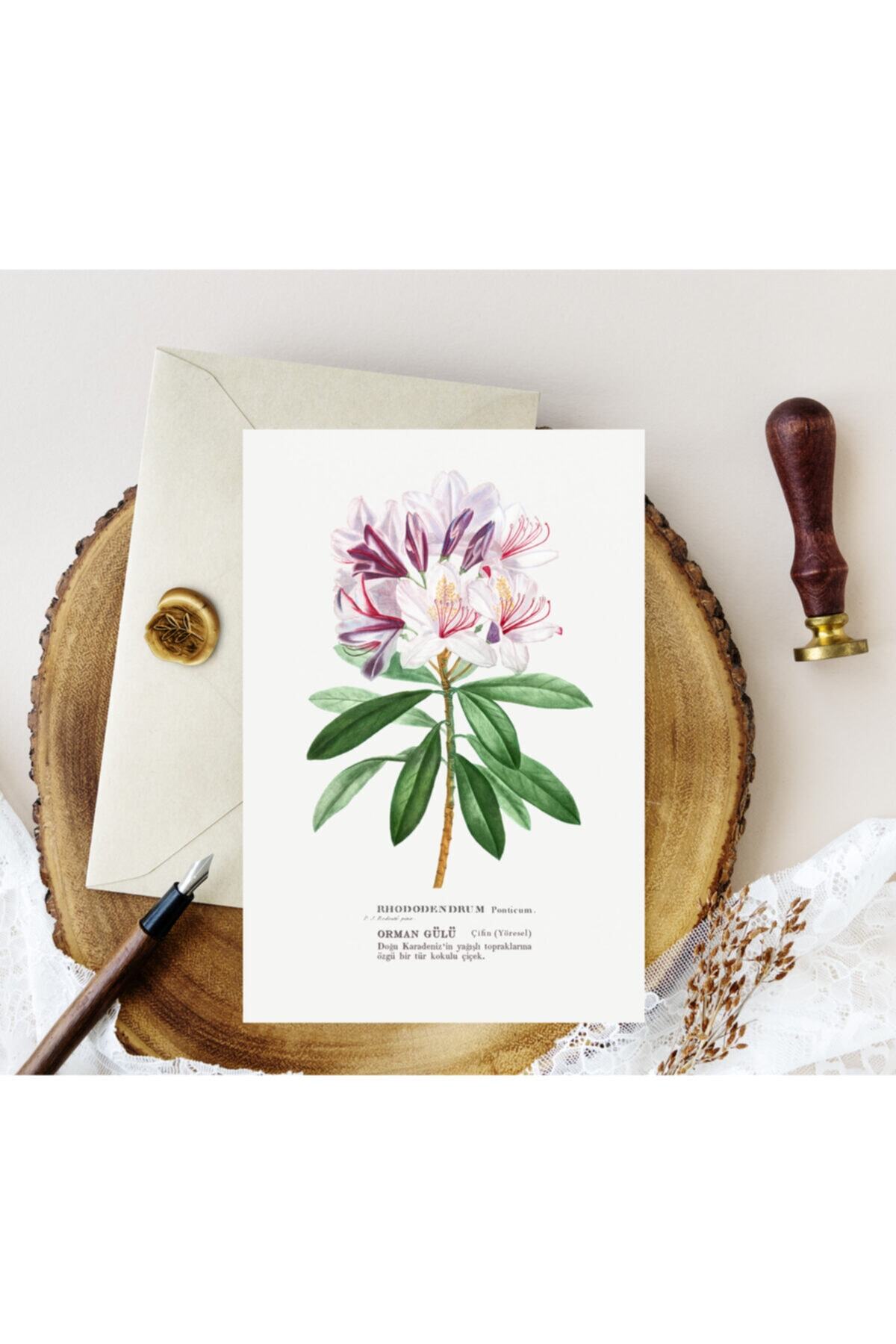 Kartpostal Kutusu 5'li Kartpostal Set - Orman Gülü