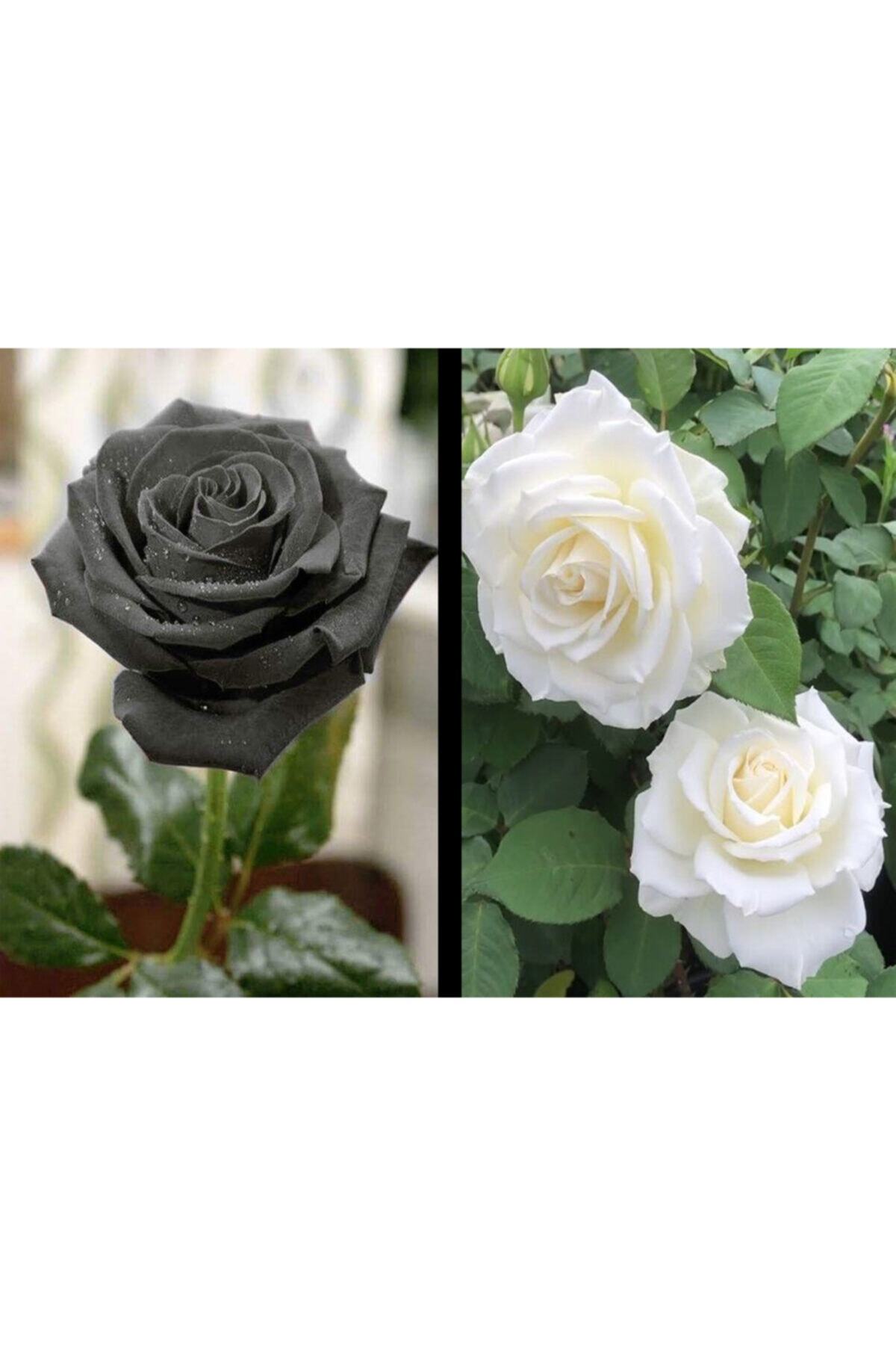 GARDENYA TOHUMCULUK 2 Adet Black - White Color Kokulu Mumlu Gül Fidanı (aşılı)