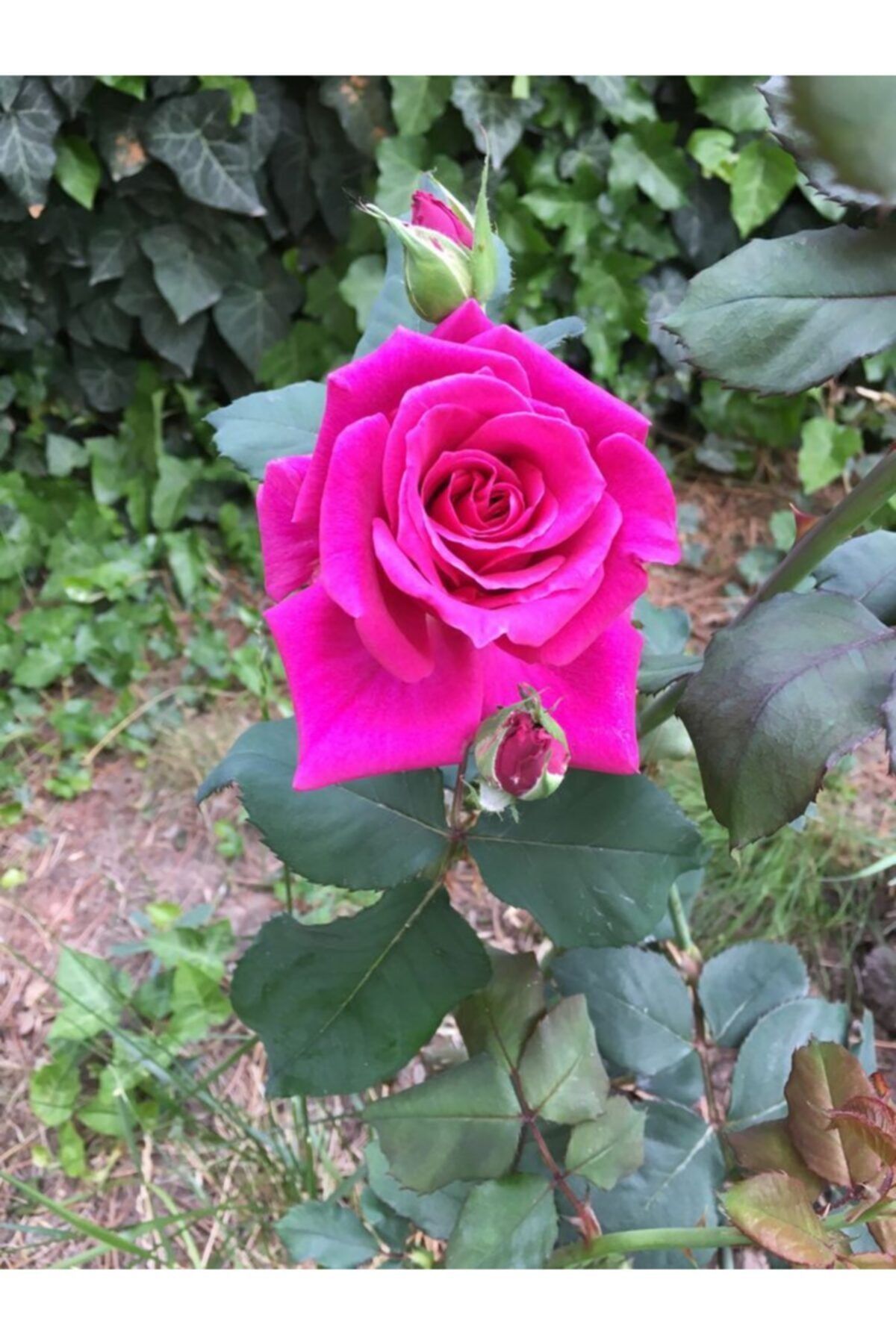 NANDİNA BOTANİK Aşılı Mumyalı Fuşya Pembe Gül Fidanı (mumlu Gül 4 Mevsim Dikilir)